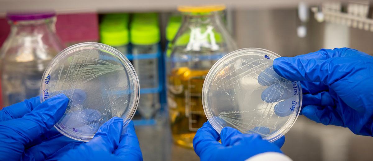 Gloved hands holding petri dishes in lab
