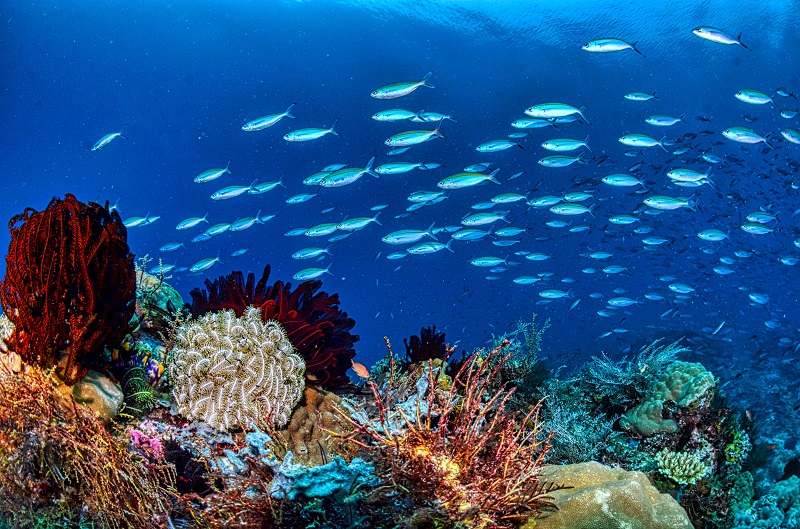 A school of fish over a coral reef on the Department of Oceanography & Coastal Studies website