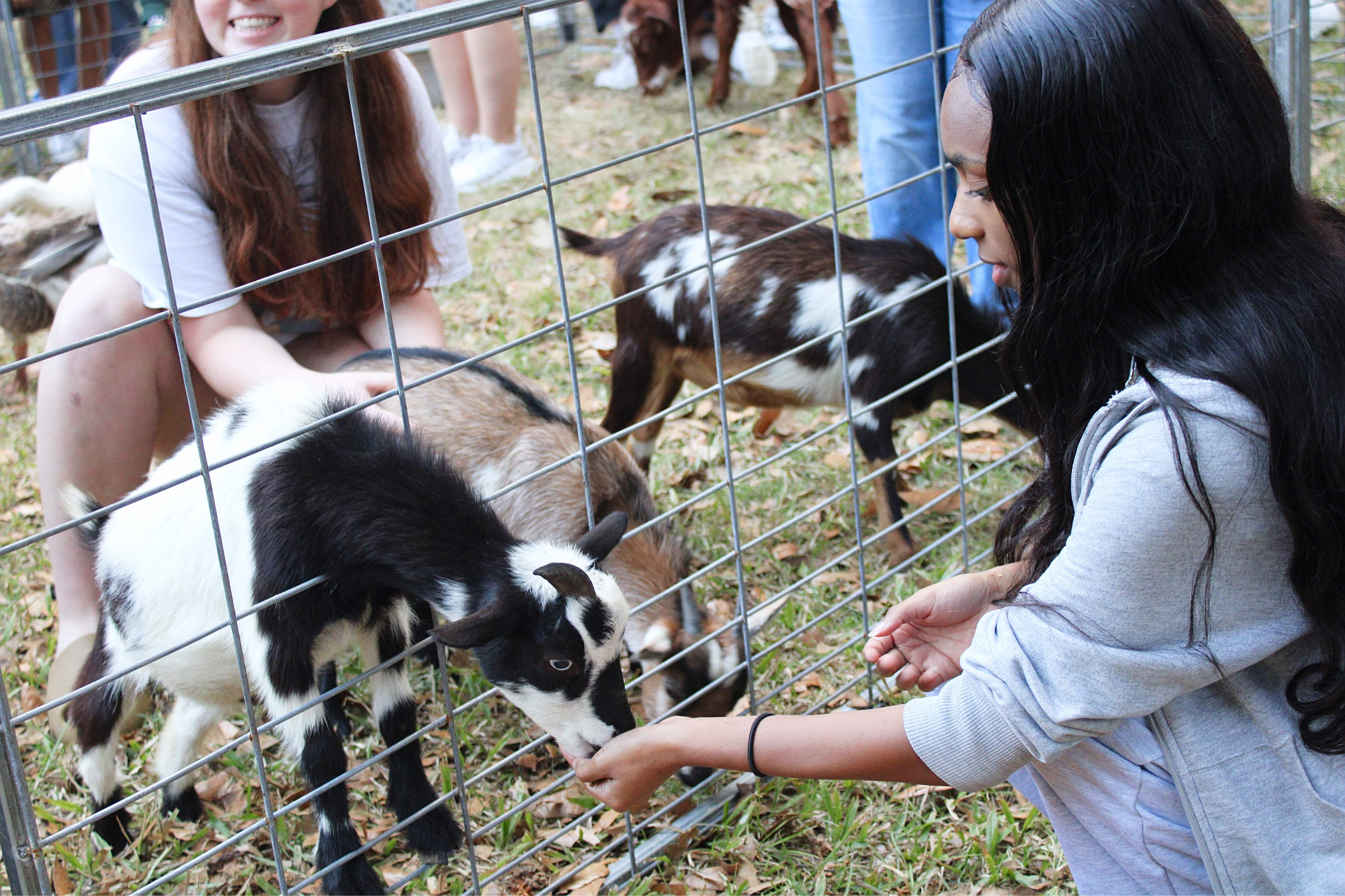 Student feeding a goat at a Blake Hall event.