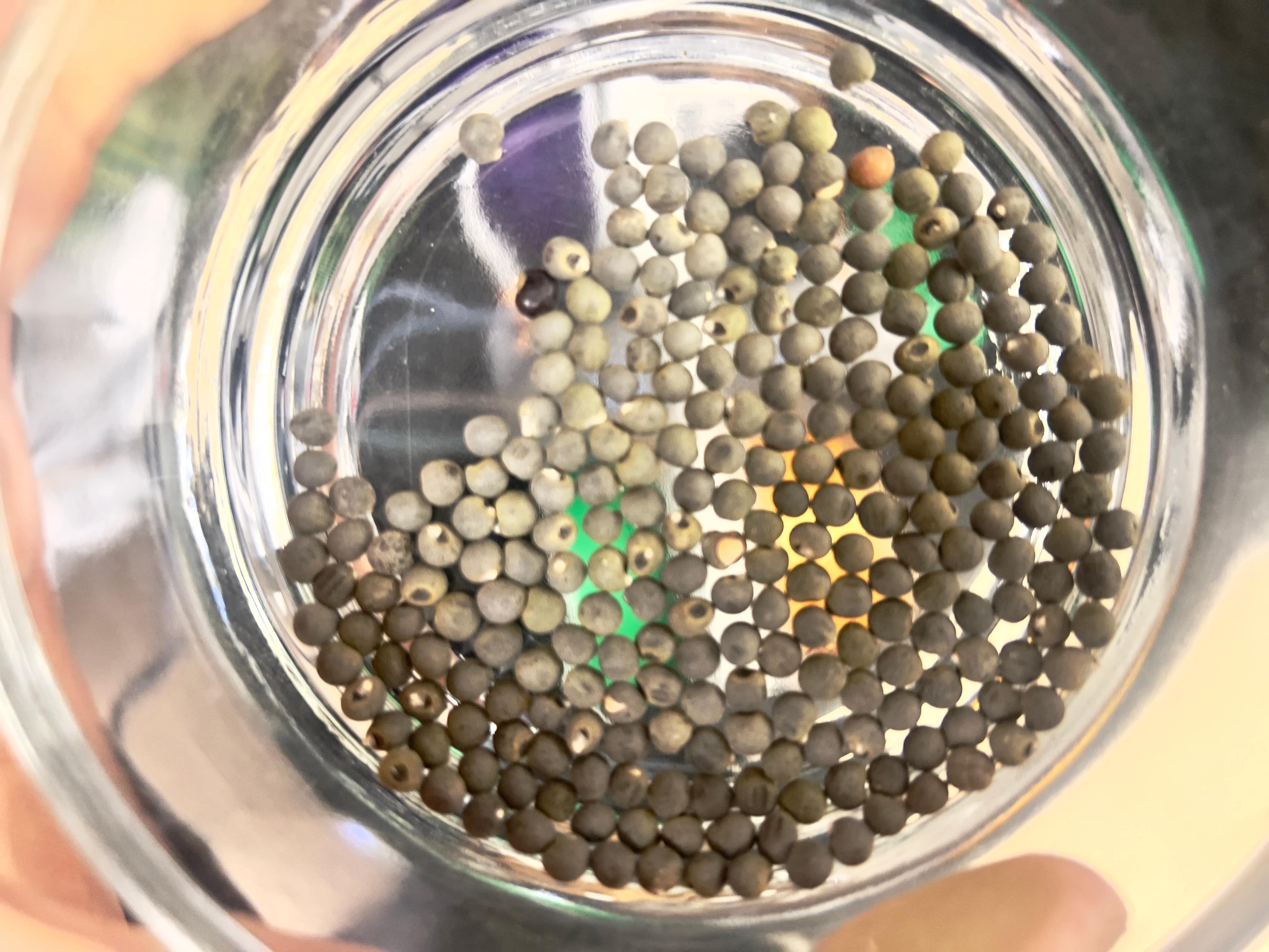 tiny seed in a glass cup