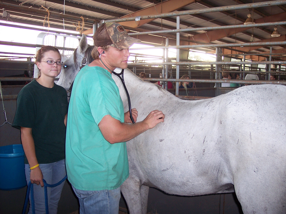 DVM student Nelson Lewis examining a horse