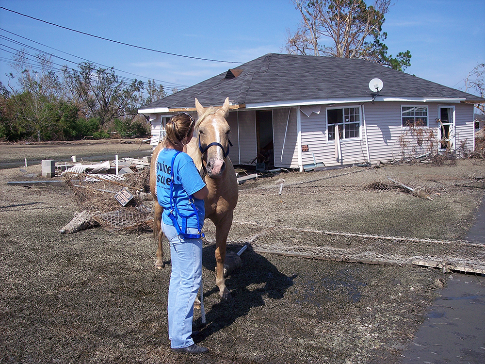 Volunteer rescuing a horse